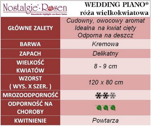 Wedding Piano róże wielkokwiatowe gł. zal.
